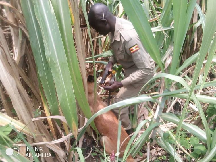 Two Sons Held Over Beheading of 95-Year-Old Mother in Kagadi