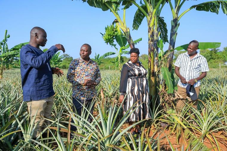 Government Pledges Support for Pineapple Farmers in Nakasongola